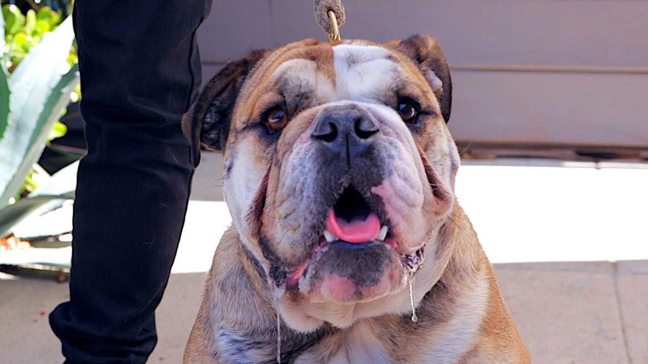 Video till Pooper är Uber för hundbajs
