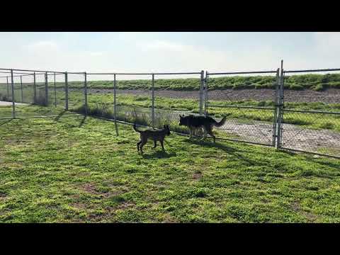 Hazel and Linny at the Delano Dog Park