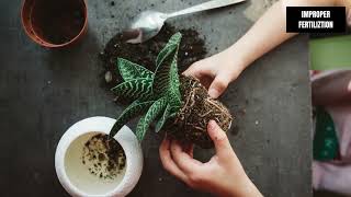 Why Are My Indoor Plants Leaves Turning Black | 7 Causes Of Black Leaves | Simplify Plants Why Are My Indoor Plants Leaves Turning Black | 7 Causes Of Black Leaves | Simplify Plants