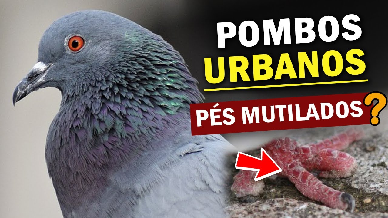 POMBO-DOMÉSTICO: VILÃO ou VÍTIMA? De onde vieram? Por que os pés mutilados? Transmitem doenças?