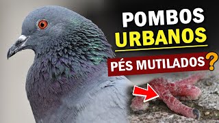 POMBO-DOMÉSTICO: VILÃO ou VÍTIMA? De onde vieram? Por que os pés mutilados? Transmitem doenças?