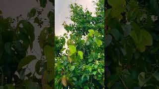 Cinnamon tree vibes 🌿✨ #youtubeshorts #nature