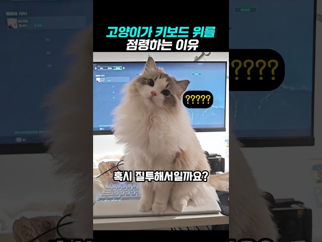 집사가 컴터할때 냥이들이 방해하는 진짜 이유