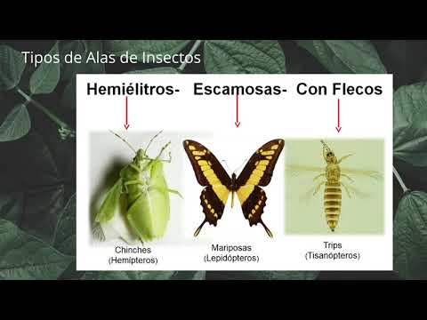Introducción a la Entomología. Clase 1 Morfología