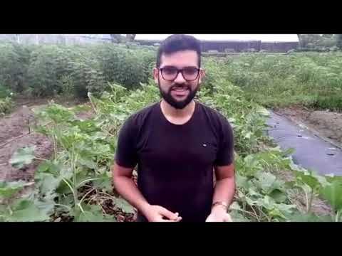 Vídeo: Controle de ervas daninhas em campos de girassol