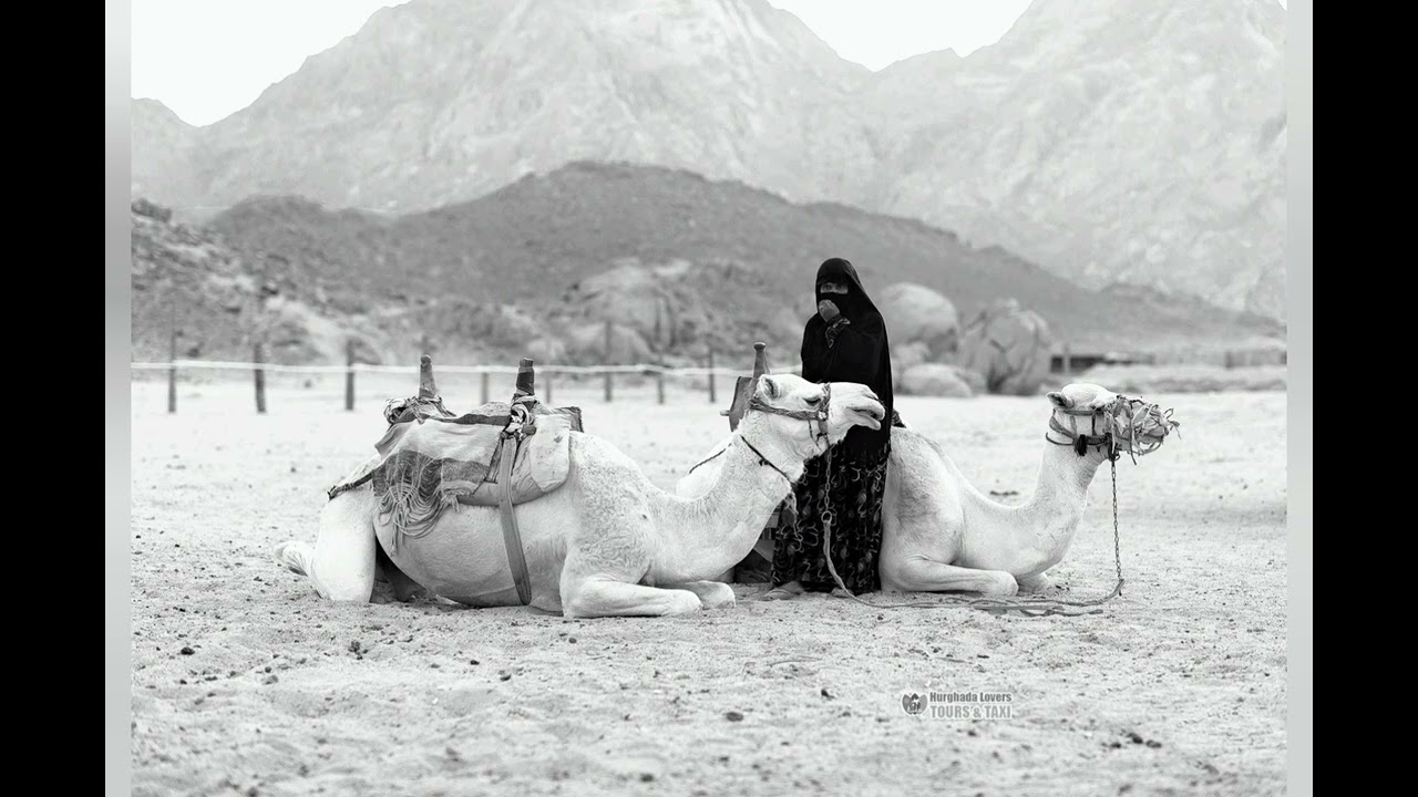 قصة الراعية سعدى ورجل من الحنشل!!