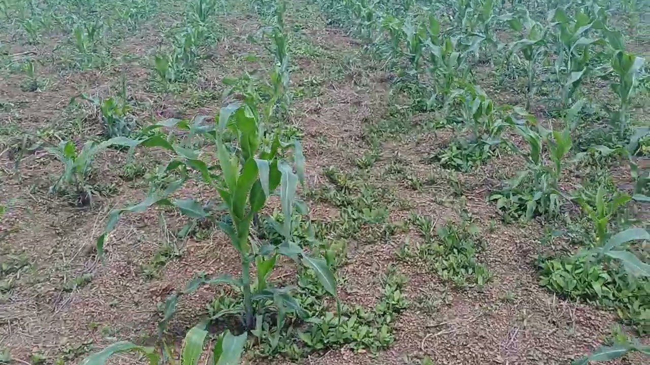 Meu pequeno plantio de milho 