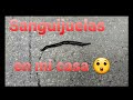 Sanguijuelas en mi casa 😡😡😲😲