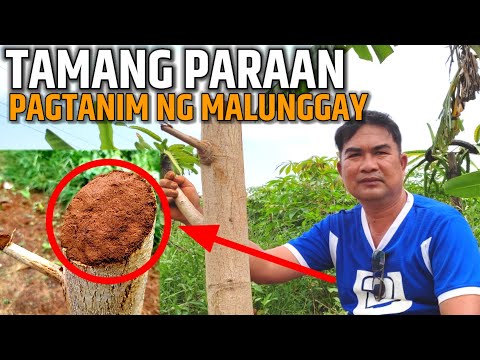 Video: Paano magtanim ng malunggay: pagtatanim at pangangalaga