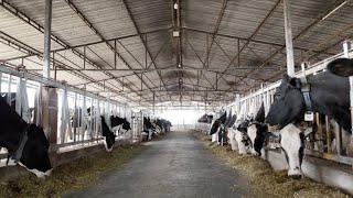 Part 1 high-tech dairy farm making process. #dairyfarm #viral 