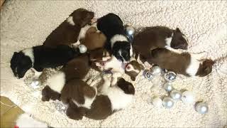 Puppy Christmas morning by Dog centre Caninature 807 views 6 years ago 1 minute, 6 seconds