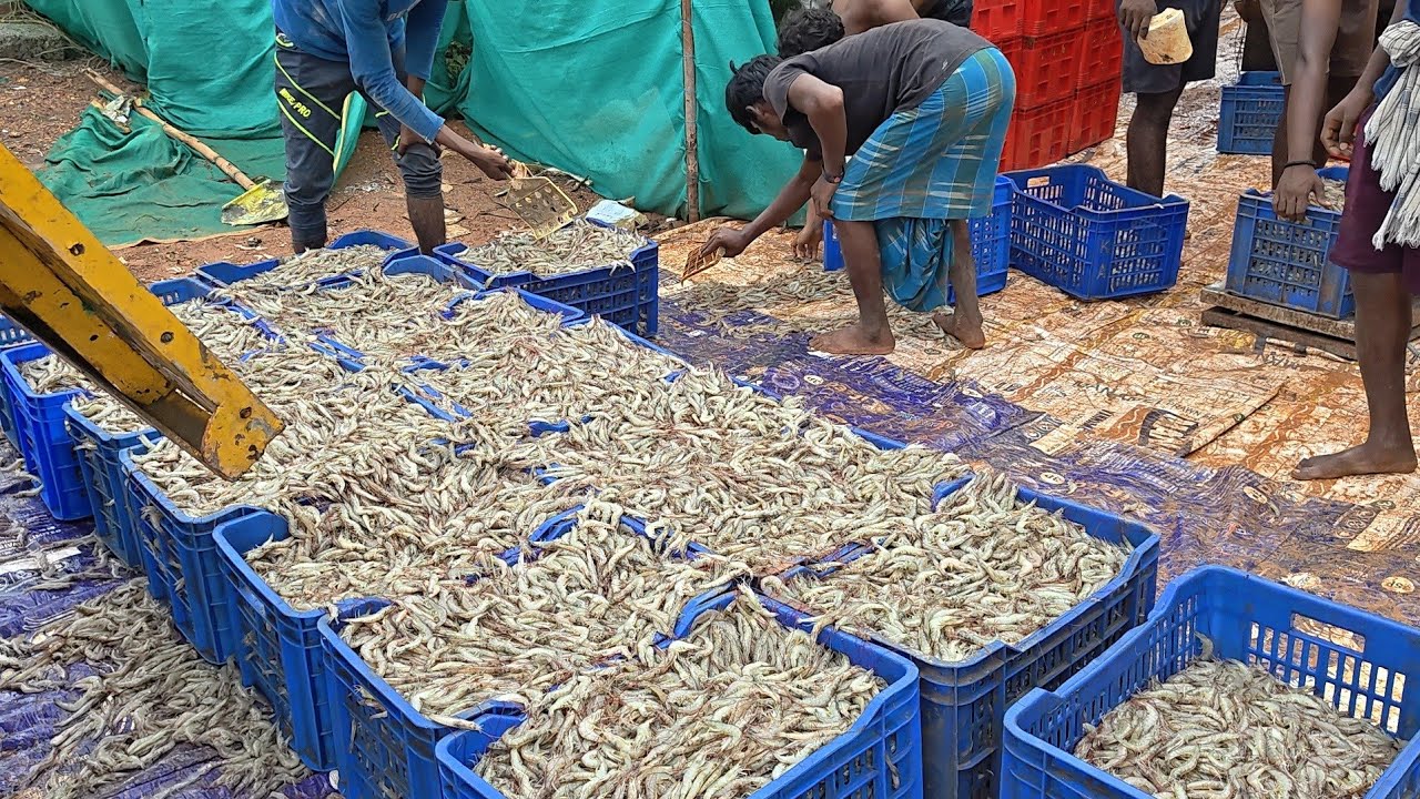 Harvesting Techniques In Traditional Shrimp Culture || Vannamei Shrimp culture In India ||Clips On 🦐
