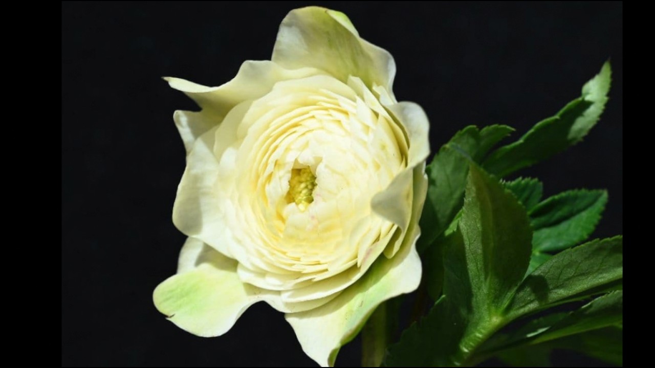 Christmas Rose: 5 Pattern Types - Part 2 - #HiroseGardening