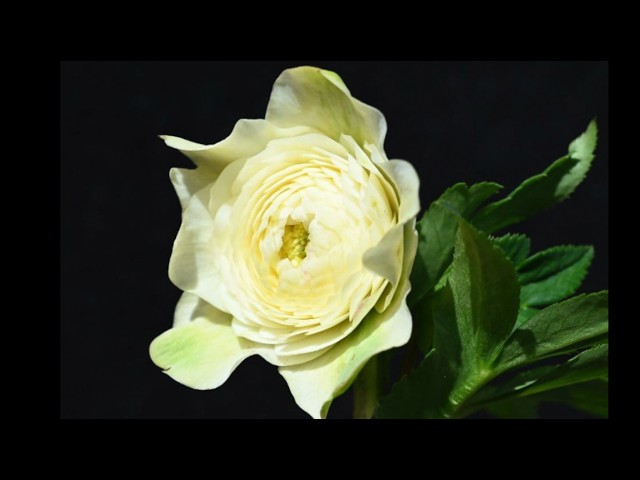 Christmas Rose: 5 Pattern Types - Part 2 - #HiroseGardening
