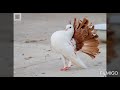 25 дивовижних голубів