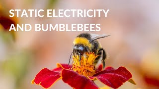 STATIC ELECTRICITY » How does it help bumblebees to collect pollen?