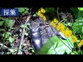 昆虫採集4〜オオクワ編〜