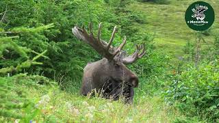 Fun With Huge Alaska Moose In Velvet Mooseman Video Photography Calendar