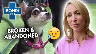 Puppy's Leg has Been Broken for 6 WEEKS and Owner Did NOTHING | Classic Clip | Bondi Vet