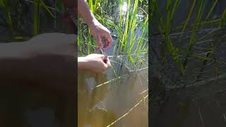 Collect fish from net at river