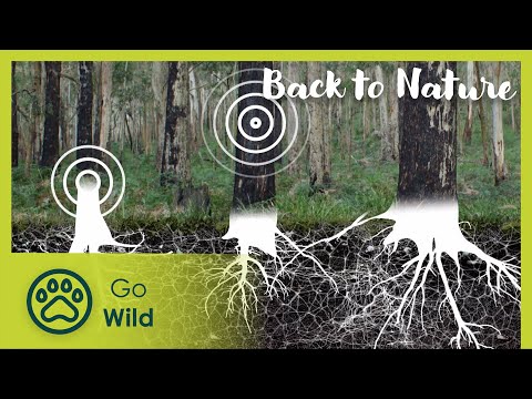 Timeless Macedon | Back to Nature 104 | Go Wild