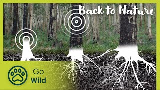 Timeless Macedon | Back to Nature 104 | Go Wild