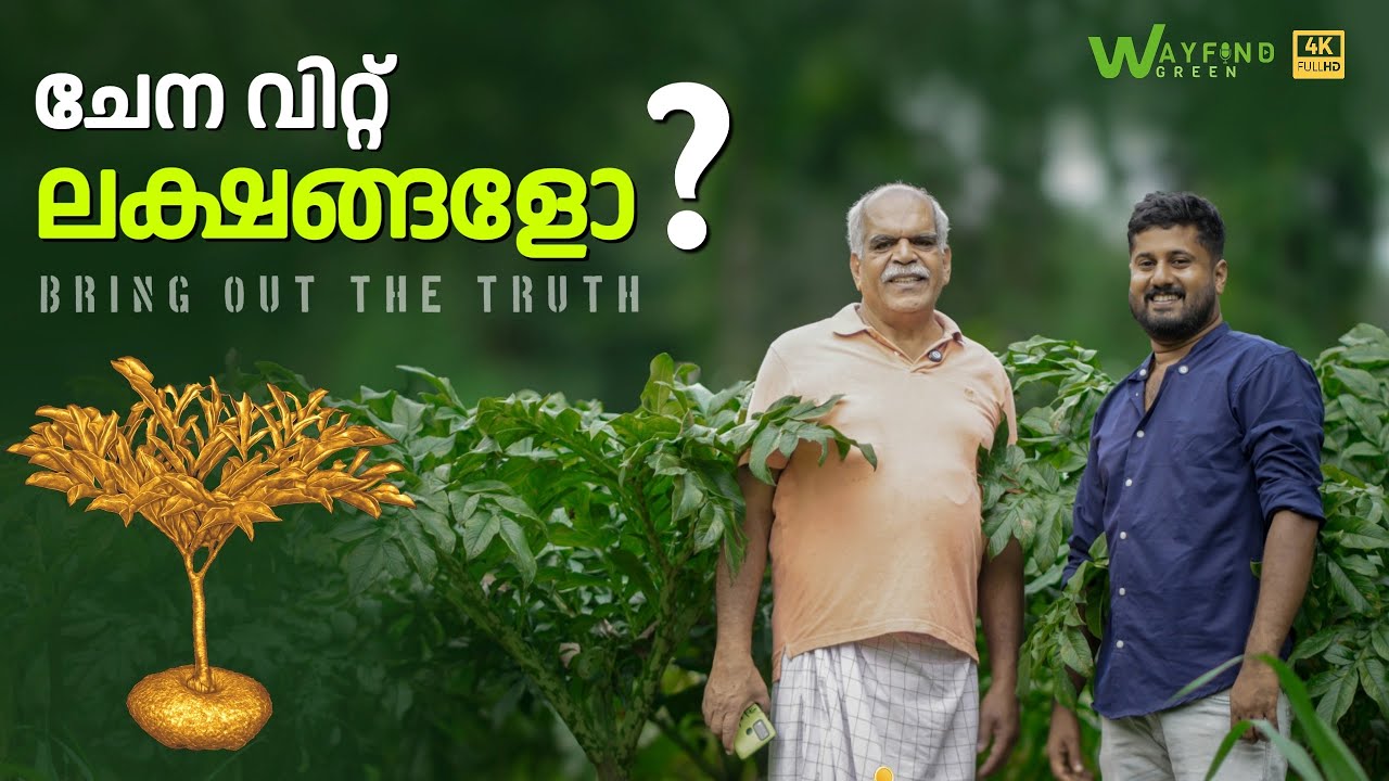 സ്വർണ ചേനയോ? വിറ്റ് ലക്ഷങ്ങളോ? സത്യം അറിയാതെ പോകരുത് | Kerala Agriculture