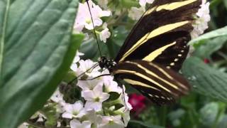Butterfly eating in slow motion