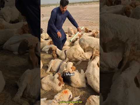 كيف تحمي غنمك من ثعبان متسلل