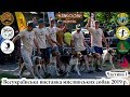 Всеукраїнська виставка мисливських собак 2019 р.  Частина 1