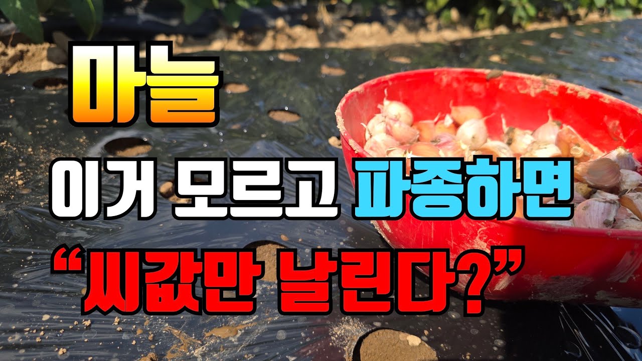 “씨마늘 제대로 알고 하면, 수확 20% 더 나온다”