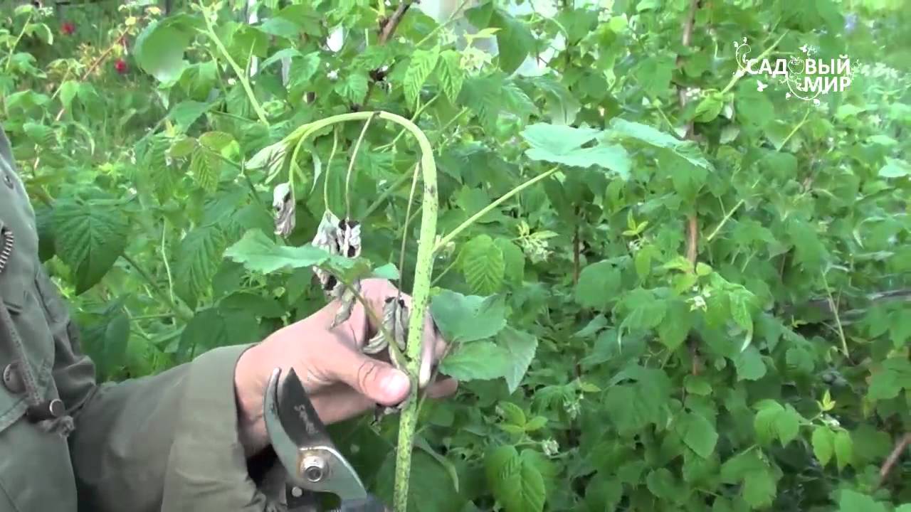 Почему вянут побеги малины  Малинная муха. Сайт &quot;Садовый мир&quot;