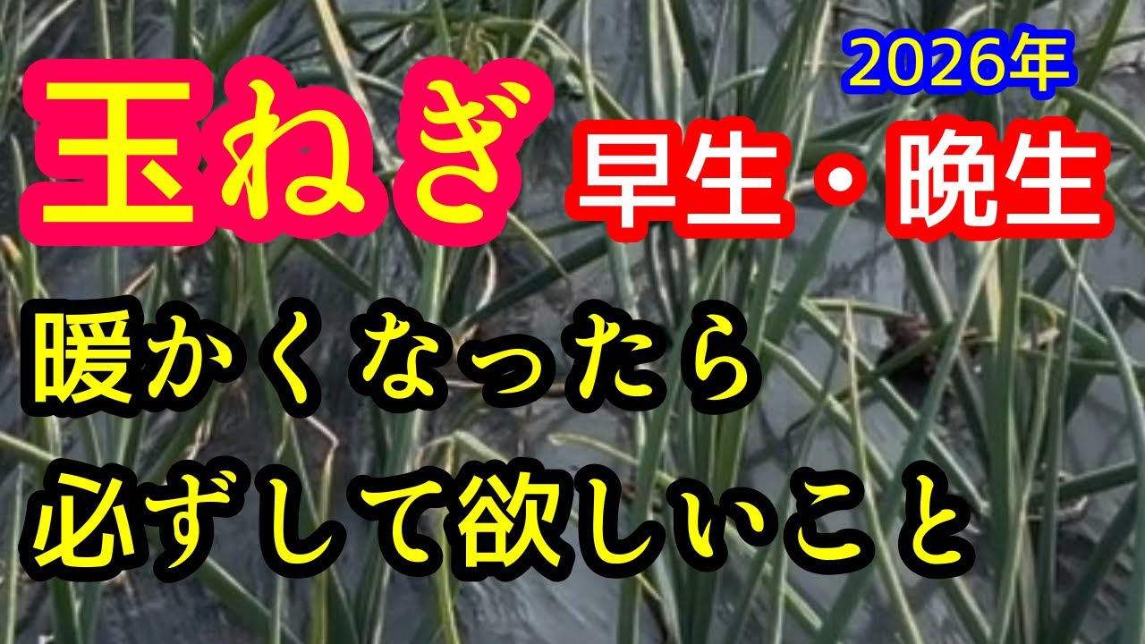 【玉ねぎ】今がチャンス！暖かくなってきたらして欲しい作業をいくつか解説します。2026年3月。