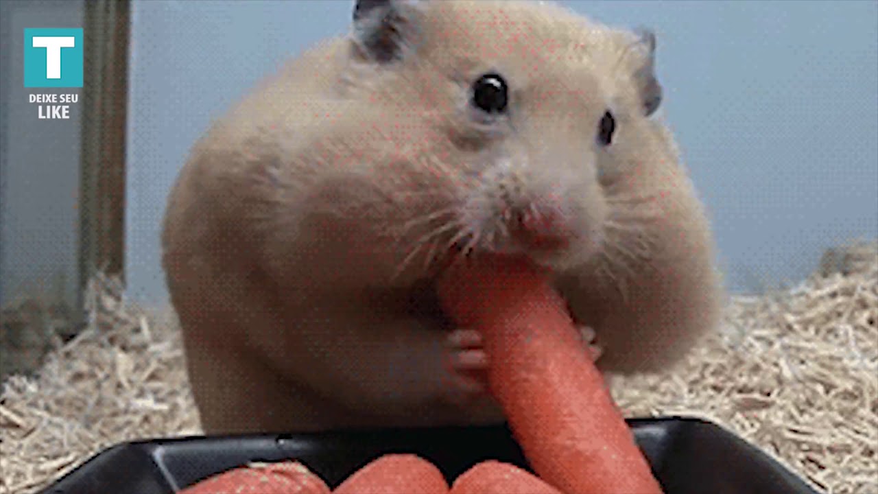 Hamster sex video