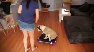 Sarasota Dog Wizard - Customer Testimonial