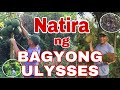 PAG-AANI NG NATIRANG TANIM (SULONG ANG PWET NI BYAHERO) | Byaherong Batangueno #TypUlysses