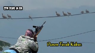BERBURU || SPOT JARANG DI BURU TURUK KUKUR MELIMPAH