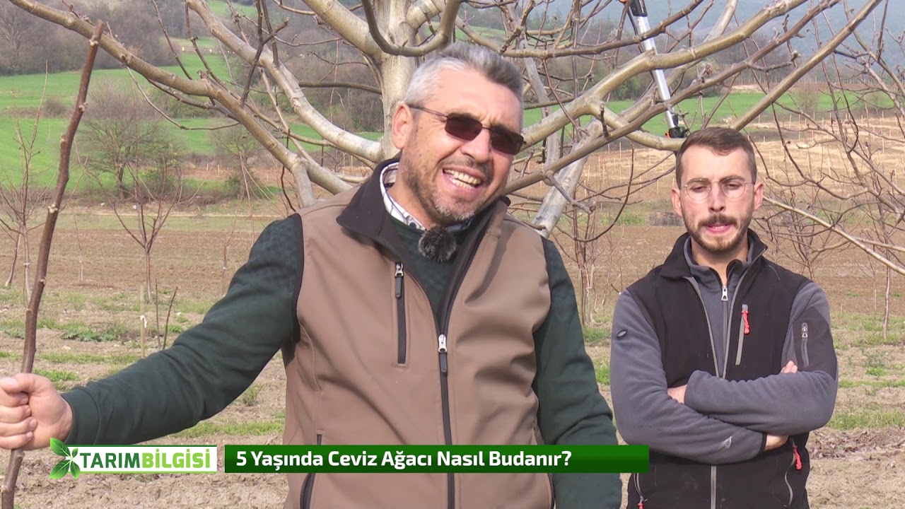 5 Yaşındaki Ceviz Ağacı Budanırken Dikkat Edilmesi Gerekenler