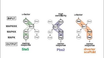 Scaffolding of Kinase Cascades