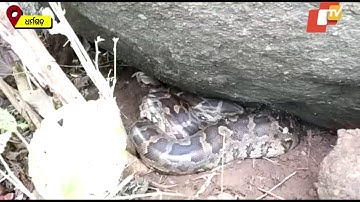 Huge Python Rescued In Odisha’s Kalahandi