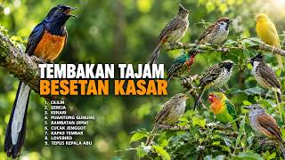 BESETAN KASAR BIKIN NAGIH! 🔥 MASTERAN BURUNG KICAU UNTUK LATIHAN HARIAN