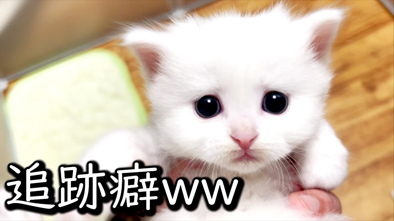 マンチカンの子猫 淋しがり屋な赤ちゃんが主を追いかけてくるのが可愛い件 猫のいる生活vol 595 出産動画 マンチカン短足 ミヌエット ペルシャ猫専門ブリーダー ペット蔵人 子猫の成長記録 Youtube