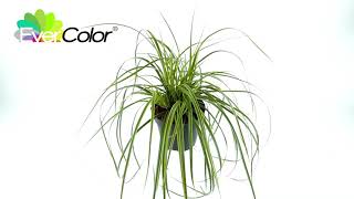 Carex EverColor® Everlime