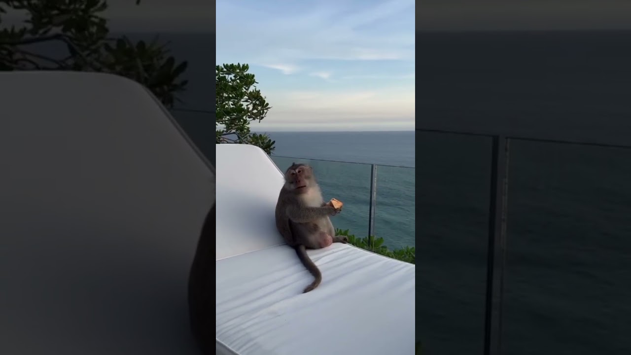 #2025#shortvideo#monkey#nice#animals#nature#god#shorts