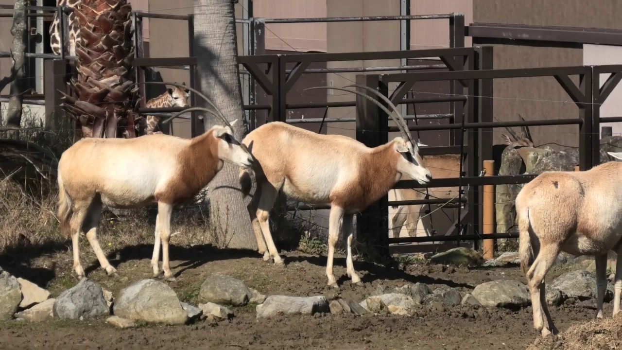Scimitar-horned oryx (ADVENTURE WORLD, Wakayama, Japan) January 18