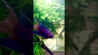 Paradise fish in breeding dress