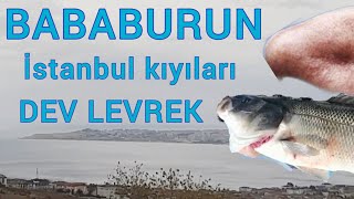 Bababurun, Baba levrek, İstanbul kıyıları,Büyükçekmece, Mimarsinan