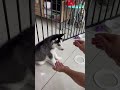 How to train husky puppy for handshake and Angel got the most gentle handshake #husky #angel