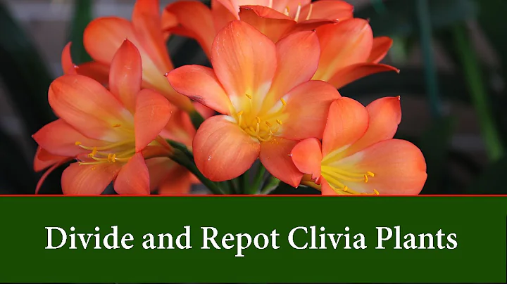 How to Divide and Repot Clivia Plants - DayDayNews