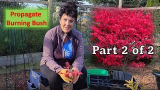 🌳How to Propagate Burning Bush (1 YR )  (Part 2 of 2)  #garden #gardening #propagation #zone4